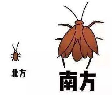 蟑螂