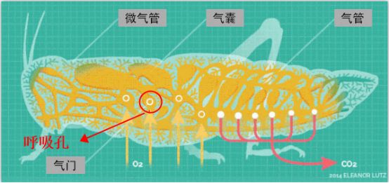 蟑螂的呼吸孔在腹部