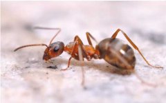 家里突然出现很多飞蚁怎么办？ 