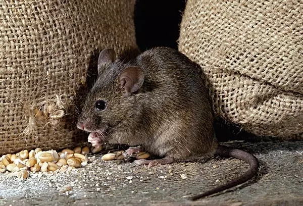 老鼠偷吃人类粮食