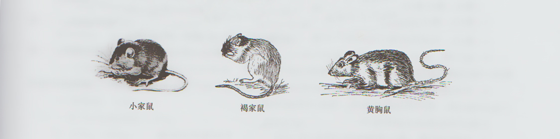 小家鼠  褐家鼠 黄胸鼠