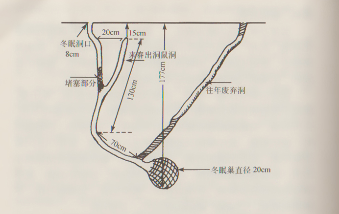 达乌尔黄鼠冬眠洞（仿中国农作物病虫害）