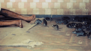 老鼠污染环境