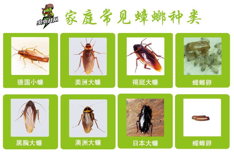 家庭常见蟑螂种类