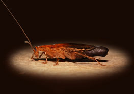 什么是蟑螂，如何防治？ 