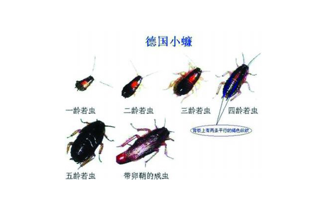 德国小蠊