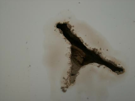 封泥去除后的台湾乳白蚁分飞口形状
