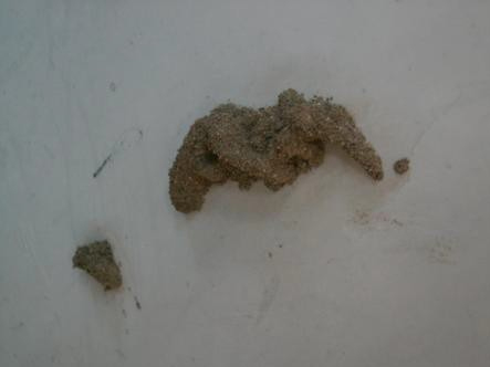 出现在墙壁上的台湾乳白蚁分飞孔