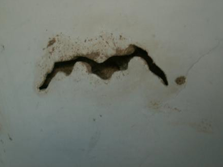 封泥去除后的台湾乳白蚁分飞口形状