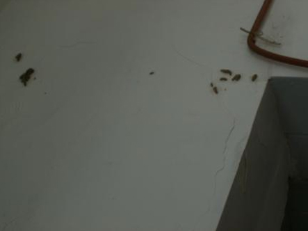 出现在门框附近墙壁上的台湾乳白蚁分飞孔群
