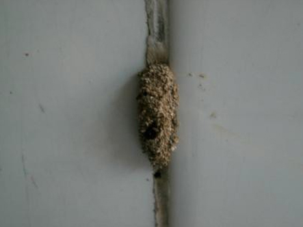 出现在墙壁与墙壁交接处的台湾乳白蚁分飞孔