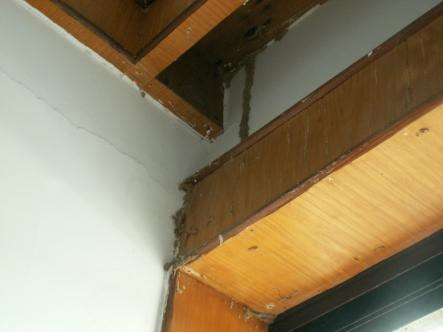 在门框上方与楼板间墙壁上台湾乳白蚁留下的蚁路