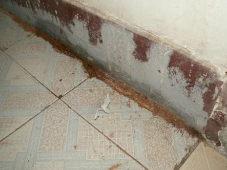在地面与墙壁交接处台湾乳白蚁留下的蚁路