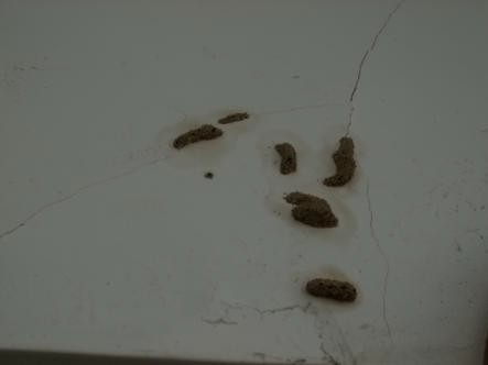 出现在墙壁上的台湾乳白蚁分飞孔群