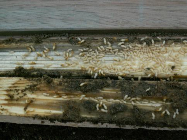图 3-14.蚁无牌防虫剂处理的木地板的防白蚁效果(蚁无牌防虫剂处理的 木地板与未处理的木块同时供白蚁取食两个月后的结果。上端为防虫剂处 理的木地板，它未被白蚁取食;中间和下端为未处理的木块，它已被白蚁 严重取食)