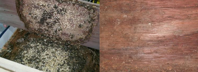 图 3-15.蚁无牌防虫剂处理的木地板的防白蚁效果(蚁无牌防虫剂处理的 木地板强迫供白蚁取食一个月后的结果。左侧为试验现场，右侧为取食两 个月后的木地板，木地板表面仅有少量食痕)
