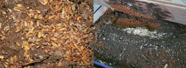 图 3-16.蚁无牌防虫剂处理的木地板的防白蚁效果(蚁无牌防虫剂处理的 木地板强迫供白蚁取食一个月后，所有供试白蚁全部死亡。左侧为白蚁死 亡初期症状，右侧为白蚁死亡一个星期后症状)