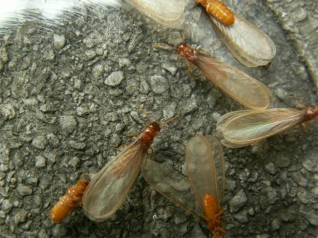 台湾乳白蚁有翅成虫