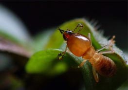 我国白蚁分布及重要危害种类-台湾乳白蚁 