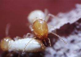什么是黄翅大白蚁？ 