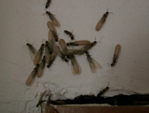 从分飞孔飞出停落在门框附近墙壁上的黄胸散白蚁有翅成虫