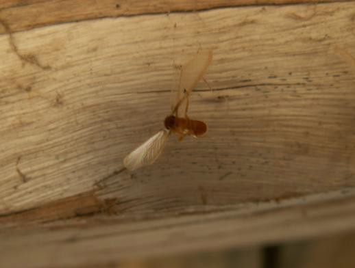留在横梁上的堆砂白蚁有翅成虫尸体