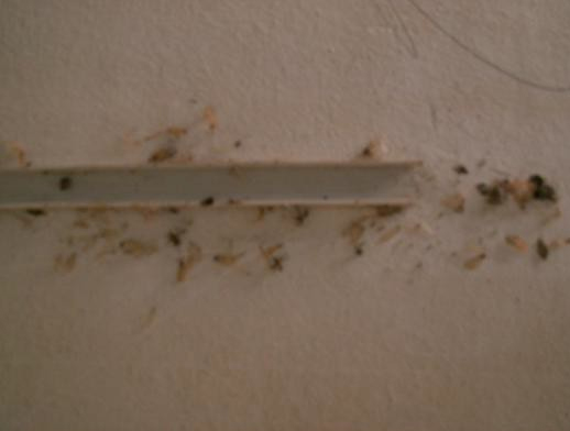 留在墙壁上的堆砂白蚁有翅成虫尸体