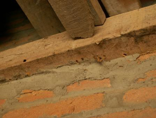 横梁上堆砂白蚁危害形成的蛀孔
