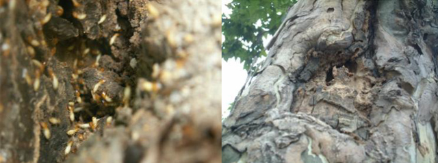 在树干受害处喷克蚁星粉剂灭治台湾乳白蚁