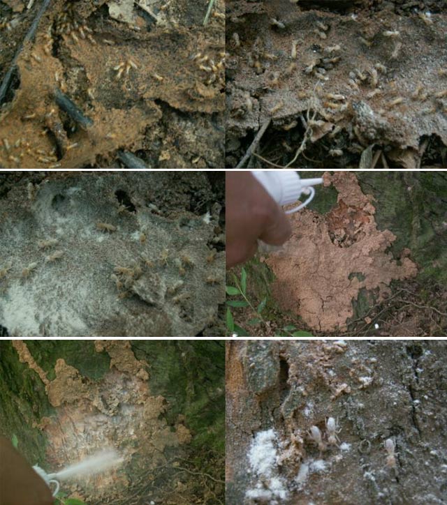 在蚁路和泥被处喷白蚁消粉剂防治受黑翅土白蚁