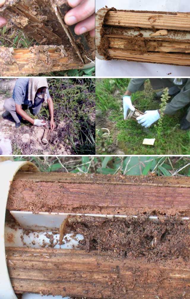 白蚁属于木托熏蒸范围吗_地热地板百木世佳_白蚁木地板