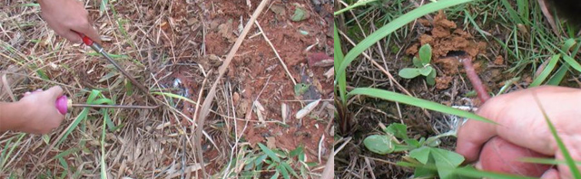 将克蚁星或白蚁消粉剂喷在泥被、泥线和分飞孔内的白蚁身上 