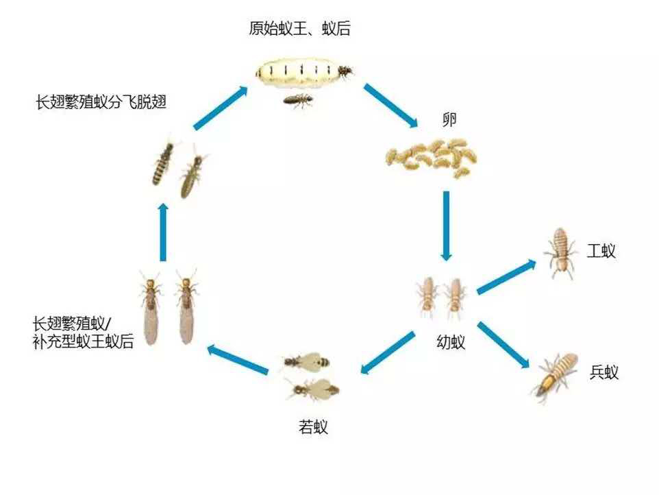 白蚁种类