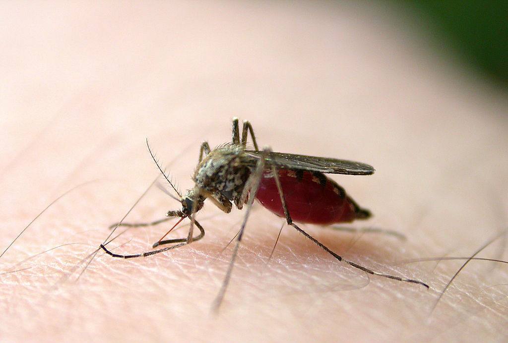 蚊子的习性和特征