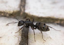 <b>什么是食人蚁？</b> 