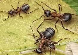 家里出现蚂蚁应该怎么防治 