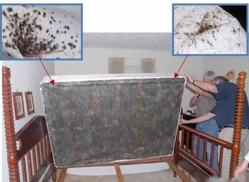 将床垫搬下来，检查整个床，包括床框的缝隙处