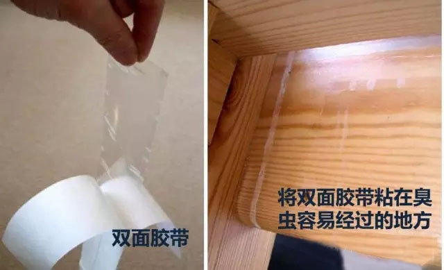 用胶带进行粘黏臭虫