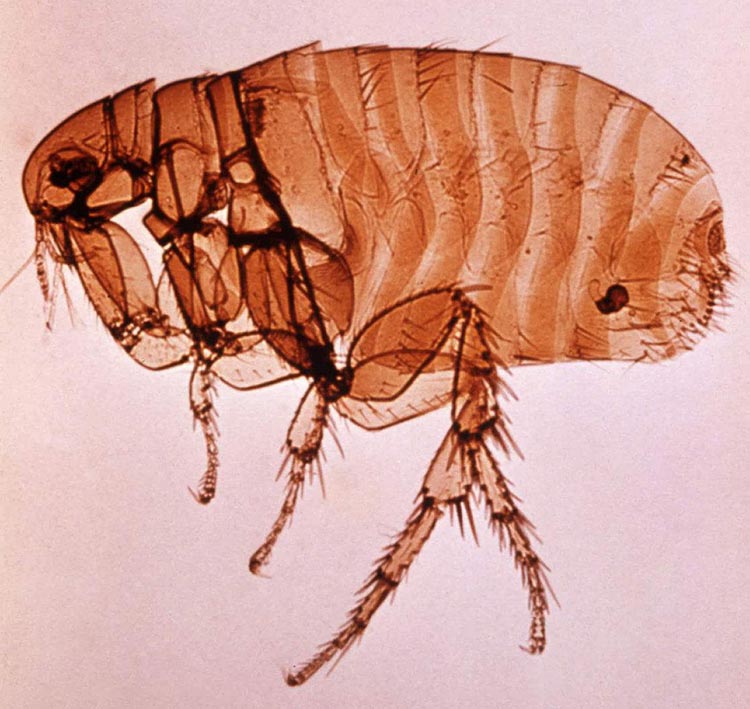 跳蚤的种类图片