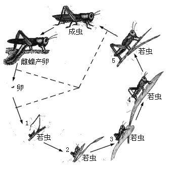 蝗虫