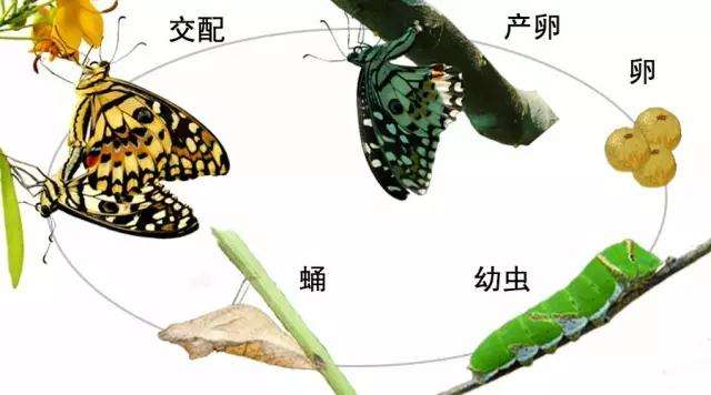昆虫纲 全变态类 蝴蝶