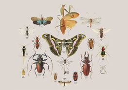 昆虫纲的分类 