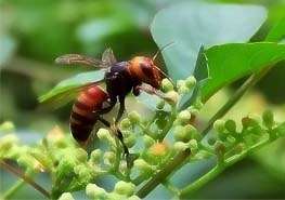 什么是胡蜂 