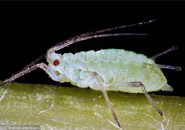 什么是蚜虫 