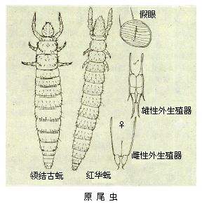 原尾目-昆虫纲
