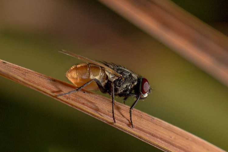 昆虫纲 蝇