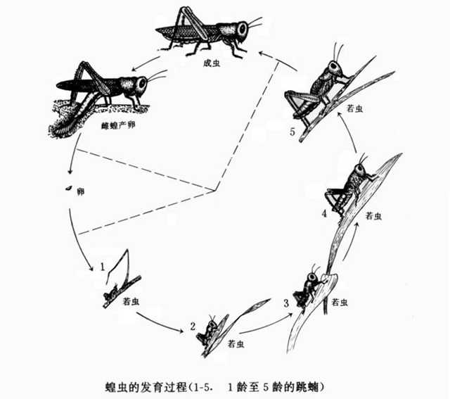 蝗虫的后足图及其名称图片