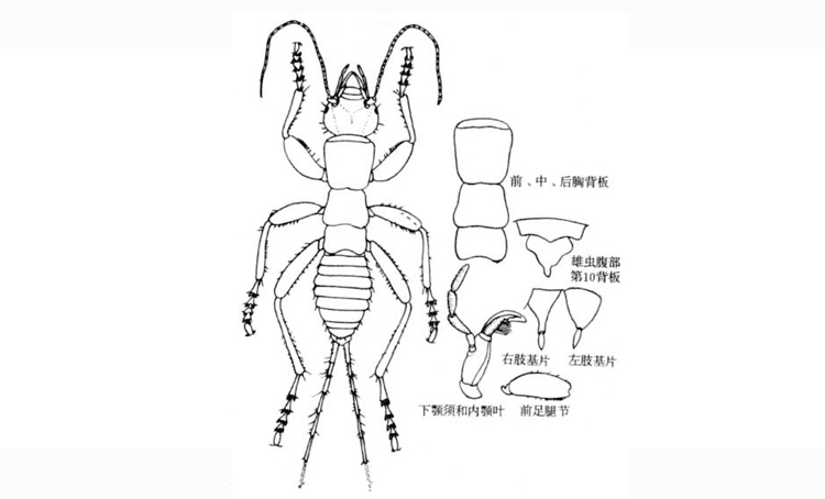 蛩蠊目-昆虫纲