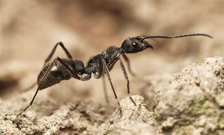 蚂蚁种类 生长图片