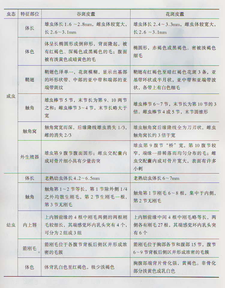 谷斑皮蠹与花斑皮蠹形态特征比较